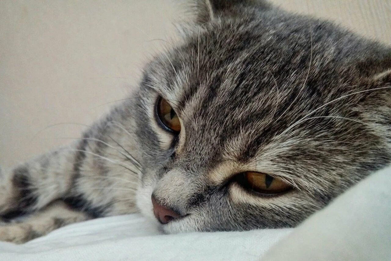 Уставший кот картинки. Уставший котик. уставать. уставший кот фото. усталый кот картинки.