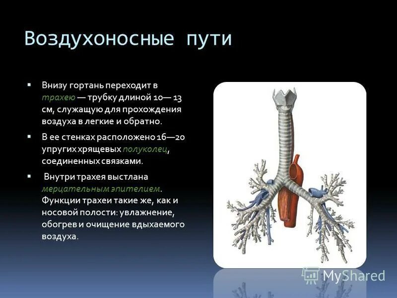 Воздухоносные пути строение трахеи. Воздухоносные пути строение трахеи