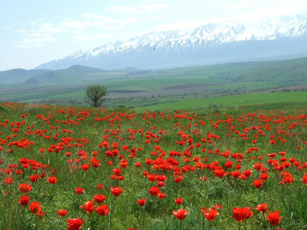 Ала түсті. Аксу-Жабаглинский заповедник. Каратауский заповедник Казахстана. Аксу Джабаглы заповедник. Тюльпаны национальный парк Сайрам.