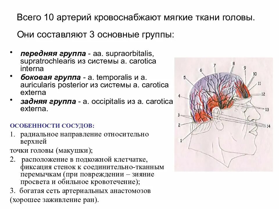 Мозговой отдел головы топографическая анатомия. Области лицевого отдела головы топографическая анатомия. Границы мозгового отдела головы топографическая анатомия. Оперативная хирургия мозгового отдела головы.