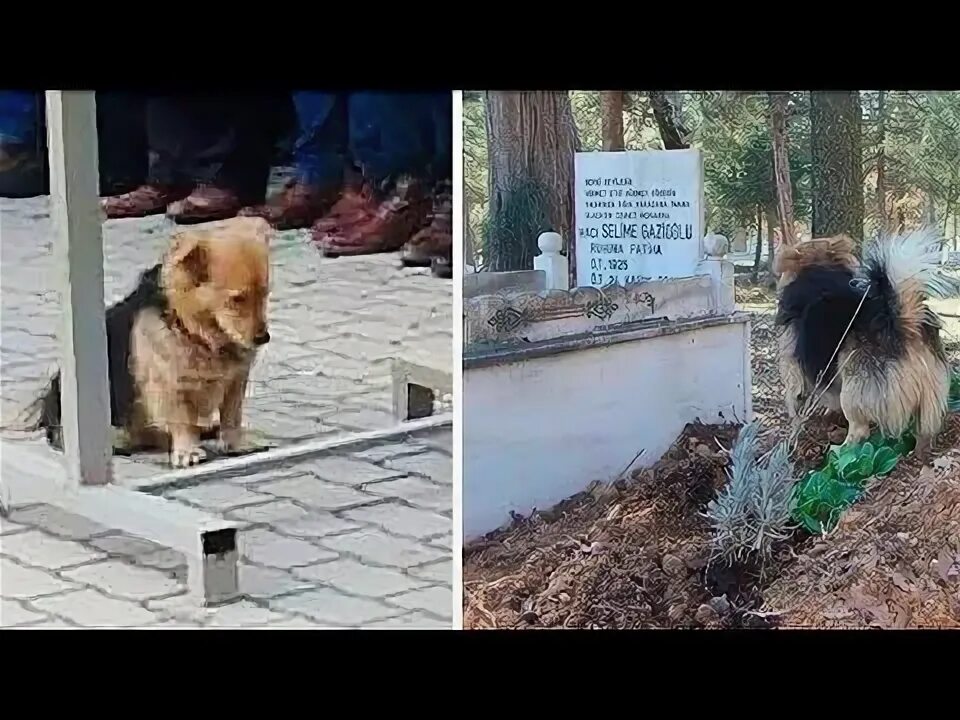 Показать всяких собачек из among us. Поместье ноздрёва картинка. Вошедши на двор увидели там всяких собак. Кирзовой собаки нужен. Забор для собак на участке.