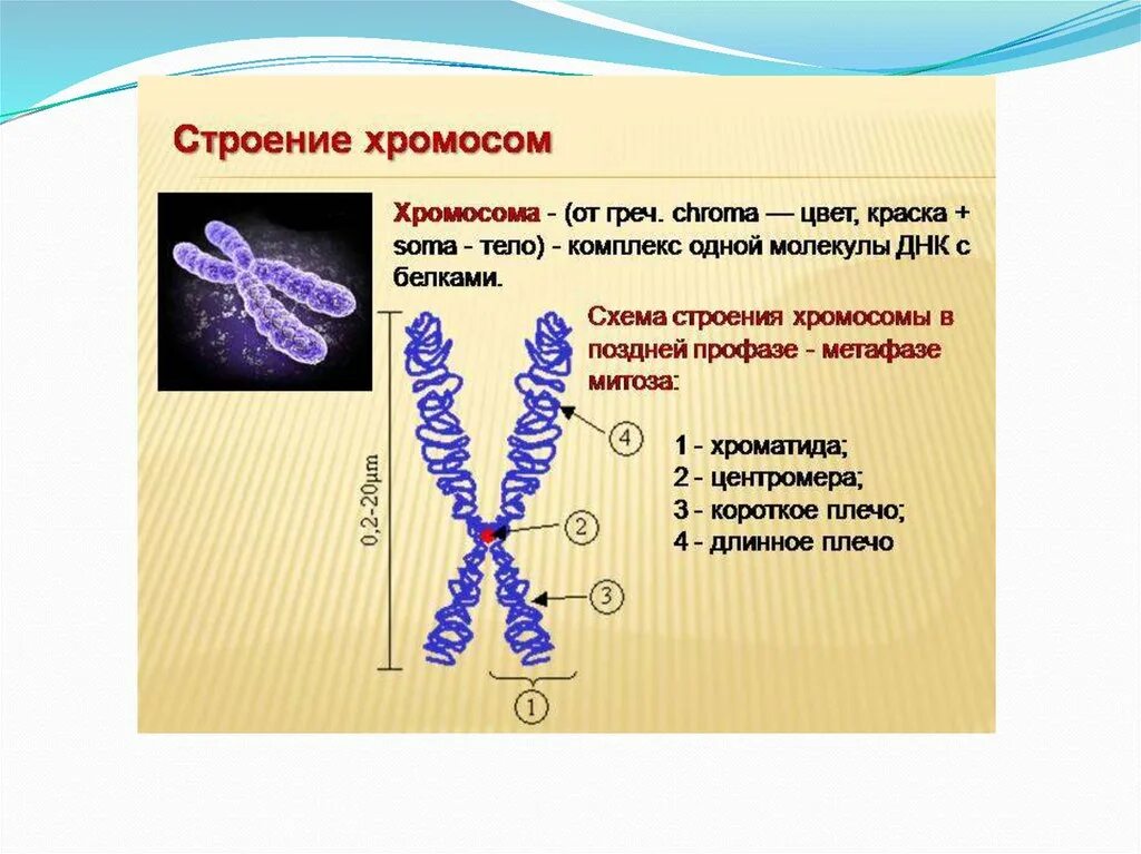 Строение и функции хромосом кратко. Строение хромосомы после репликации ДНК. Строение клетки хромосомы. Строение хромосом человека.