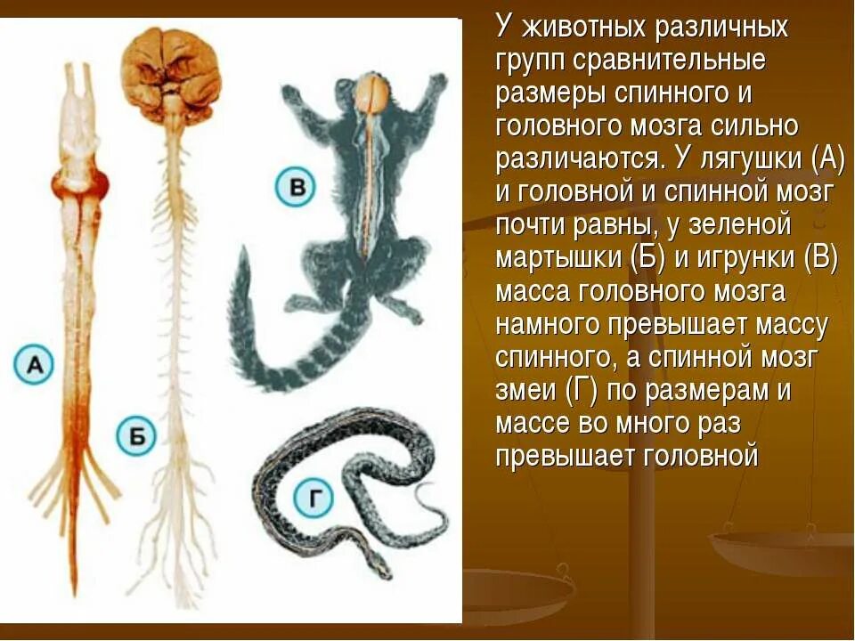 Биология 7 класс нервная система рефлекс инстинкт. Головной и спинной мозг животных. Нервная система. Спинной мозг змеи. Нервная система животных.
