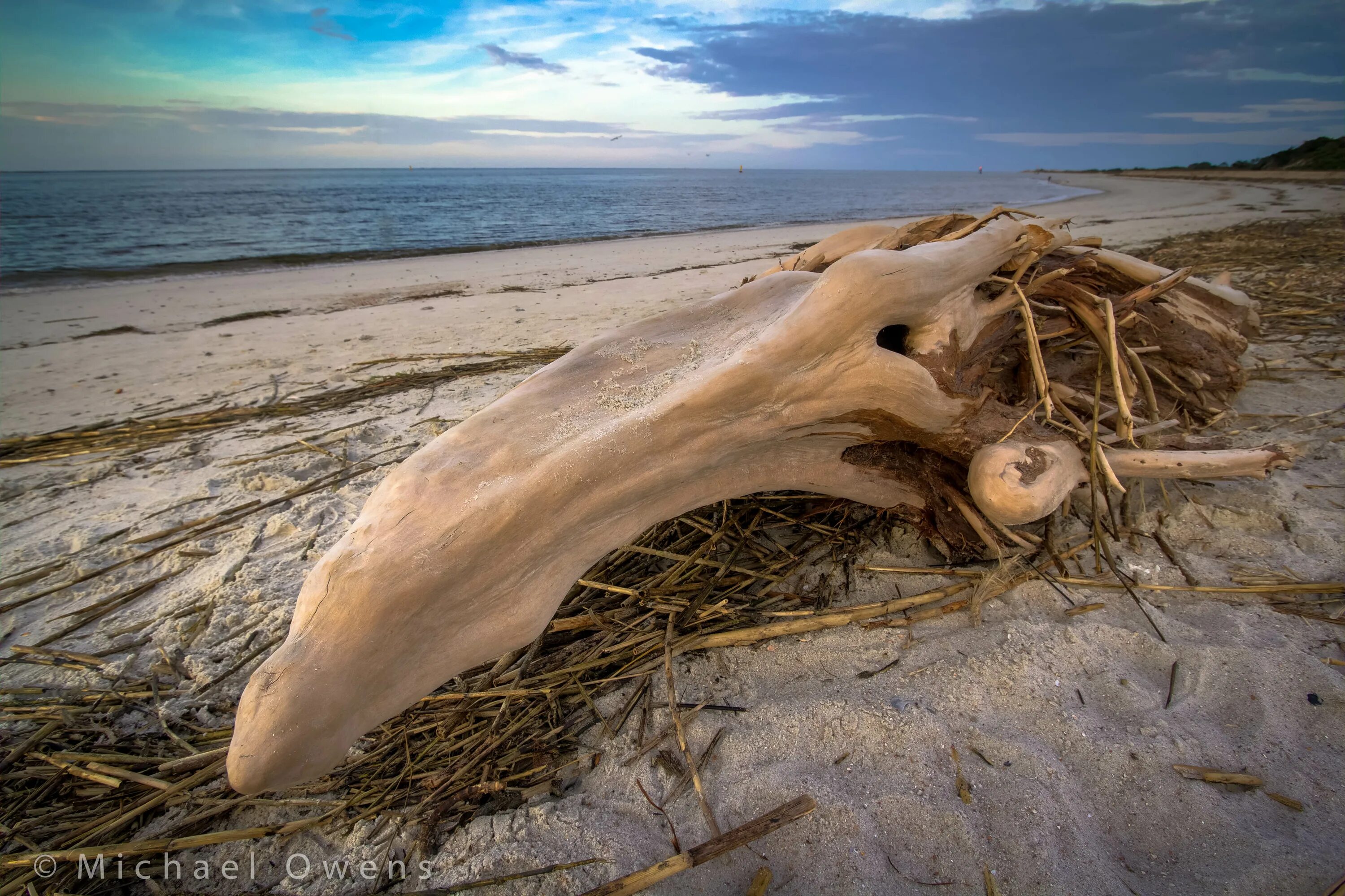 Коряги из моря. Коряга на берегу моря. Коряга на пляже. Коряги выброшенные морем. Коряги на берегу