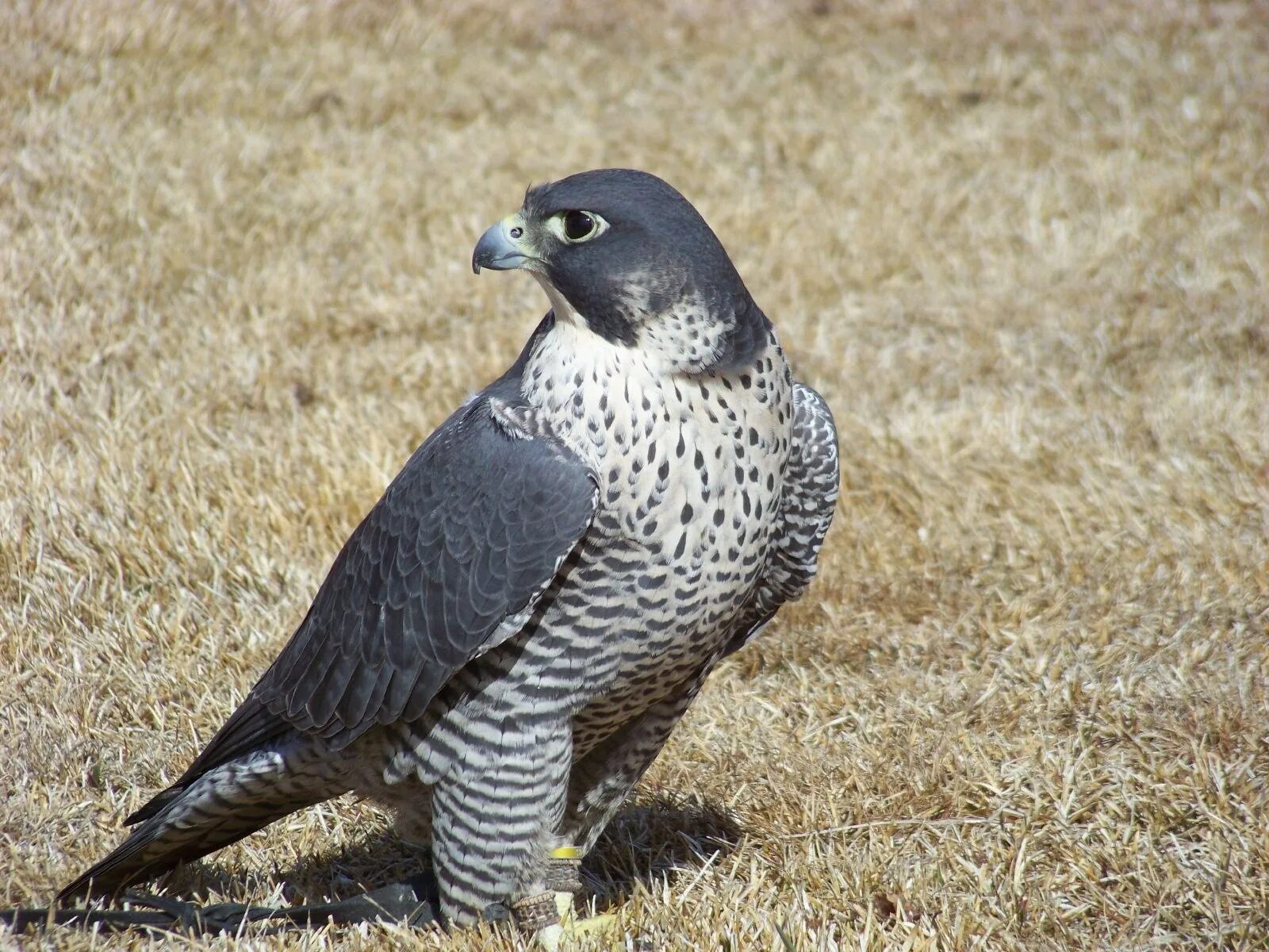 Сокол сапсан. Сокол сапсан. Серый сапсан. Сапсан falco peregrinus. Сокол сапсан в полёте.