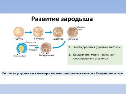 Из зиготы у папоротника развивается зародыш