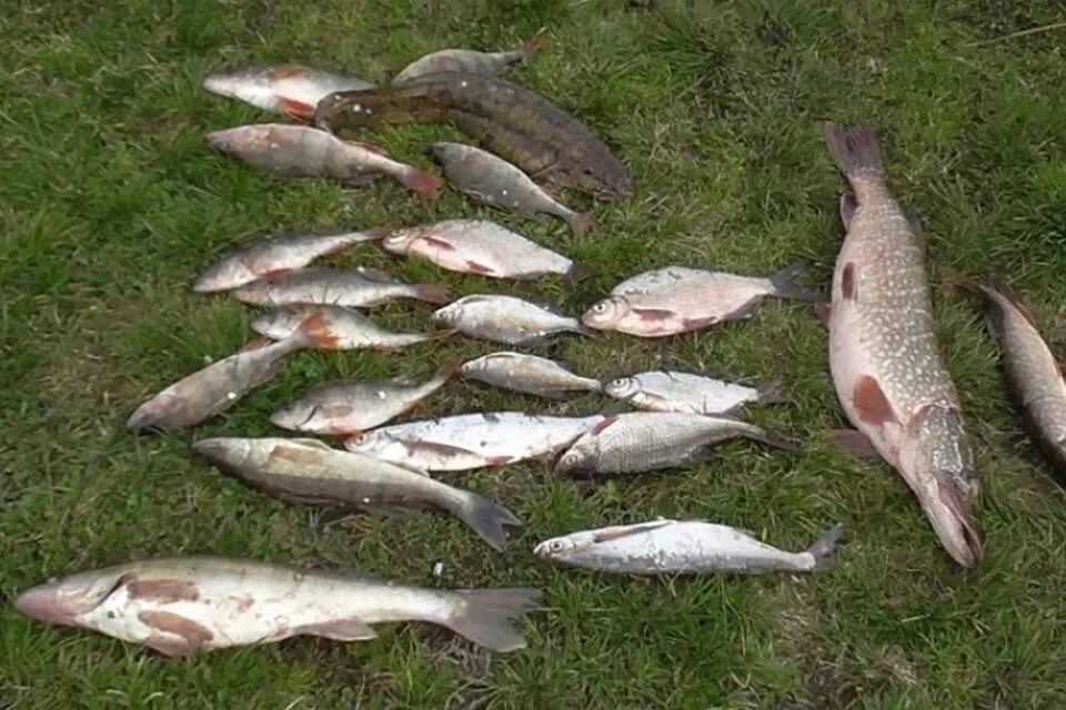 Хариус кама. Река сылва хариус. Рыба в реке кама пермский край. Озеро ильмень рыбалка. Зимняя рыбалка на каме пермь.