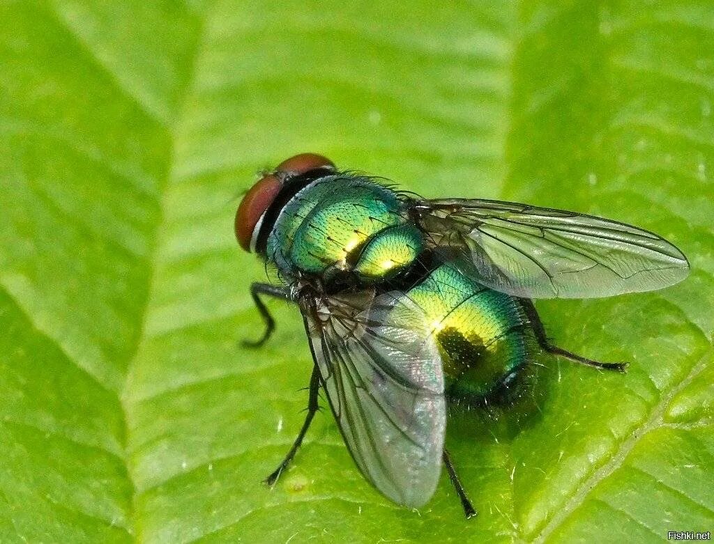 Почему мухи жужжат. Муха. Муха зеленая блестящая. Лапки мухи. Муха потирает лапки.