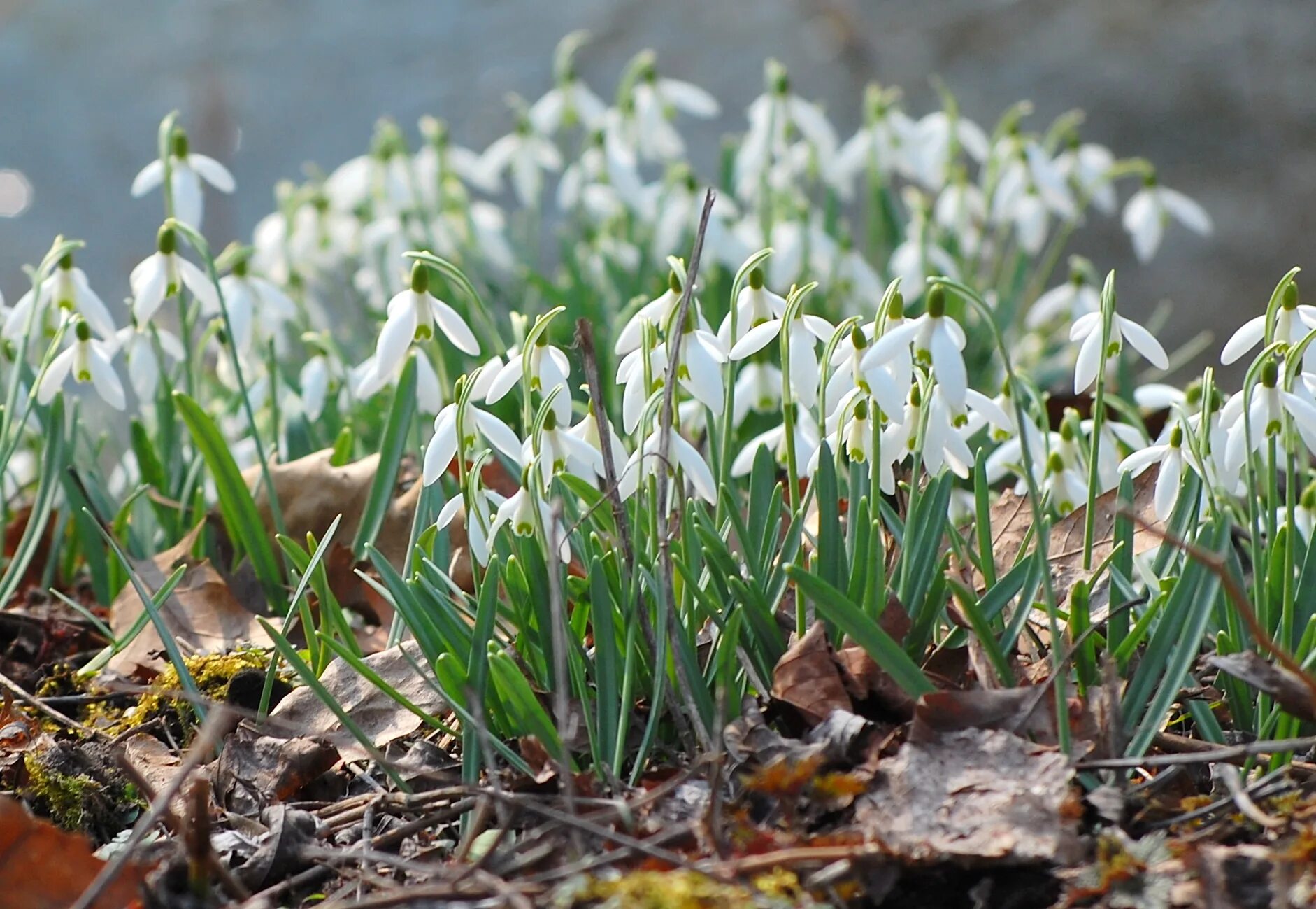 первоцветы (подснежники, крокусы, гиацинты). первоцветы галантусы. первоцветы (подснежники, крокусы, гиацинты). прострел желтеющий (сибирский подснежник). первоцветы галантусы.