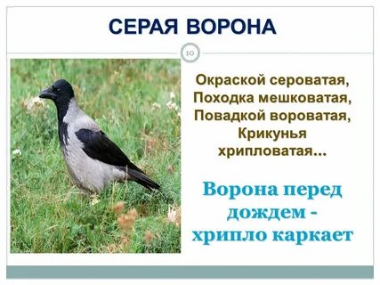 Описание серой