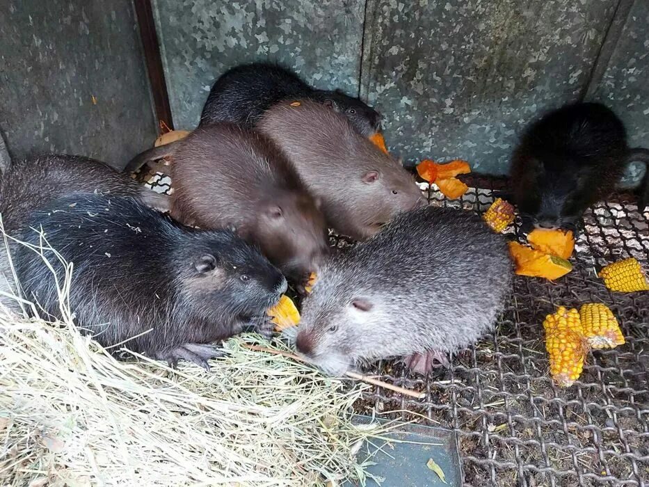 Нутрия продать. Нутрия. нутрия щенок. голубая нутрия.