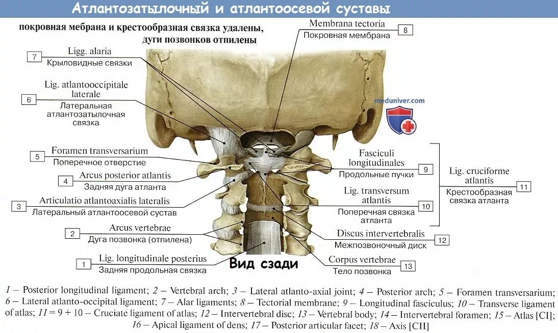 Между черепом и позвоночником