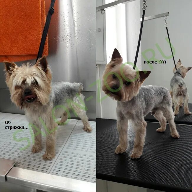 питомник йорков в кемерово. йорк лучше мальчик или девочка. йорк лучше мальчик или девочка. йоркширский терьер стандарт. йорк лучше мальчик или девочка.