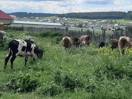 Белянка белокатайский