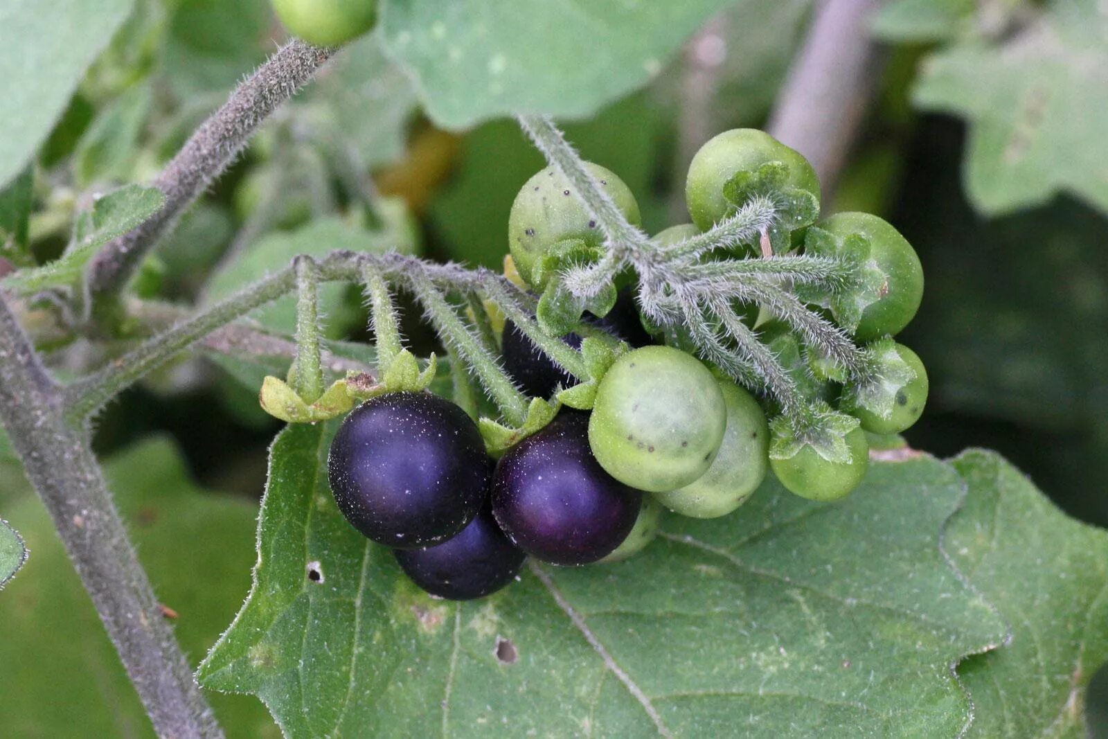 Паслен черный среда обитания. Паслён (Solanum). Паслён чёрный съедобный. Паслен ягода. Паслен темноплодный.