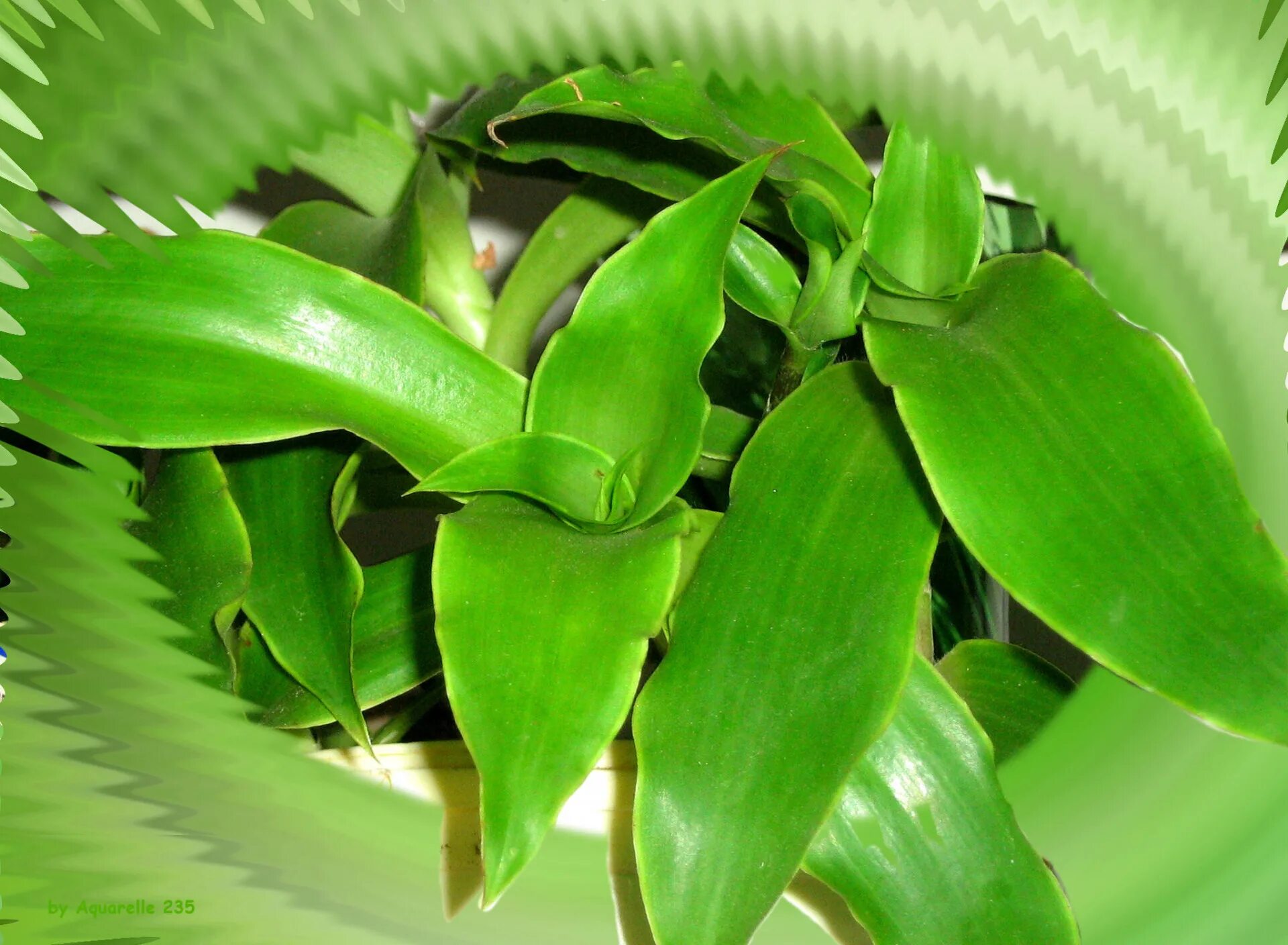 каллизия душистая цветок. лечебное растение золотой ус. каллизия душистая золотой ус вариегата. каллизия золотой ус. растение каллизия золотой ус.