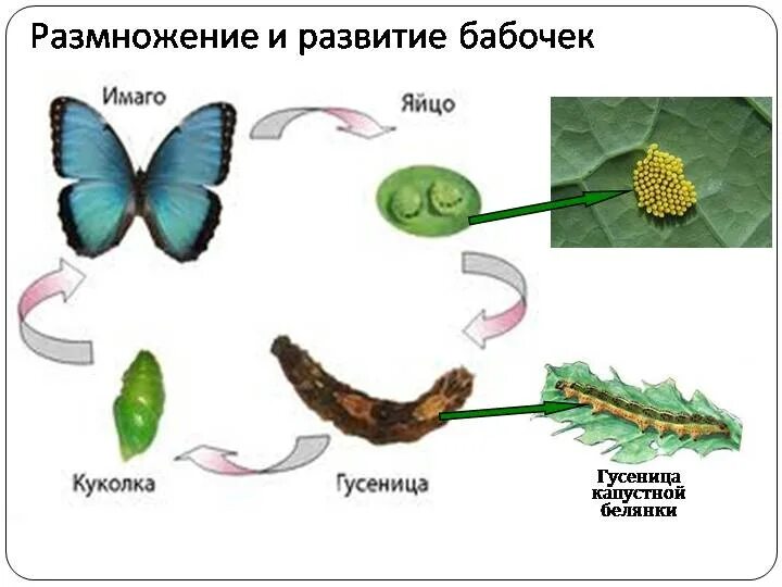 Имаго капустной белянки тип ротового. Цикл развития насекомых бабочки. Жизненный цикл развития бабочки. Жизненный цикл бабочки капустницы. Последовательность этапов развития бабочки.