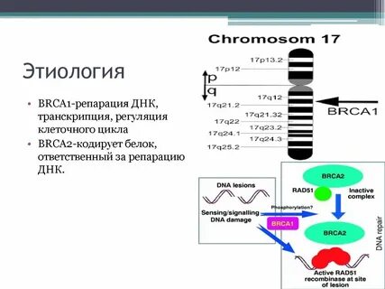 Что кодирует днк