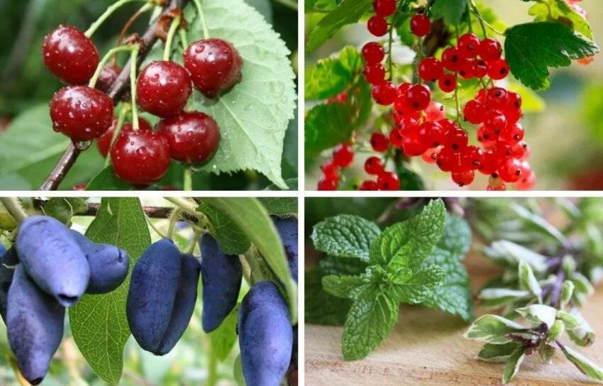 Соседство смородины и жимолости. Груша дерен. Жимолость съедобная цветущая. ). Вишня рядом с жимолостью.