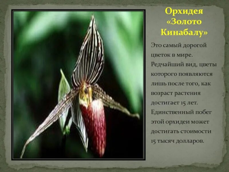 Золотая Орхидея Кинабалу. Орхидея золото Кинабалу. Орхидея Кинабалу золото Кинабалу. Золотой Кинабалу цветок. Золото кинабалу