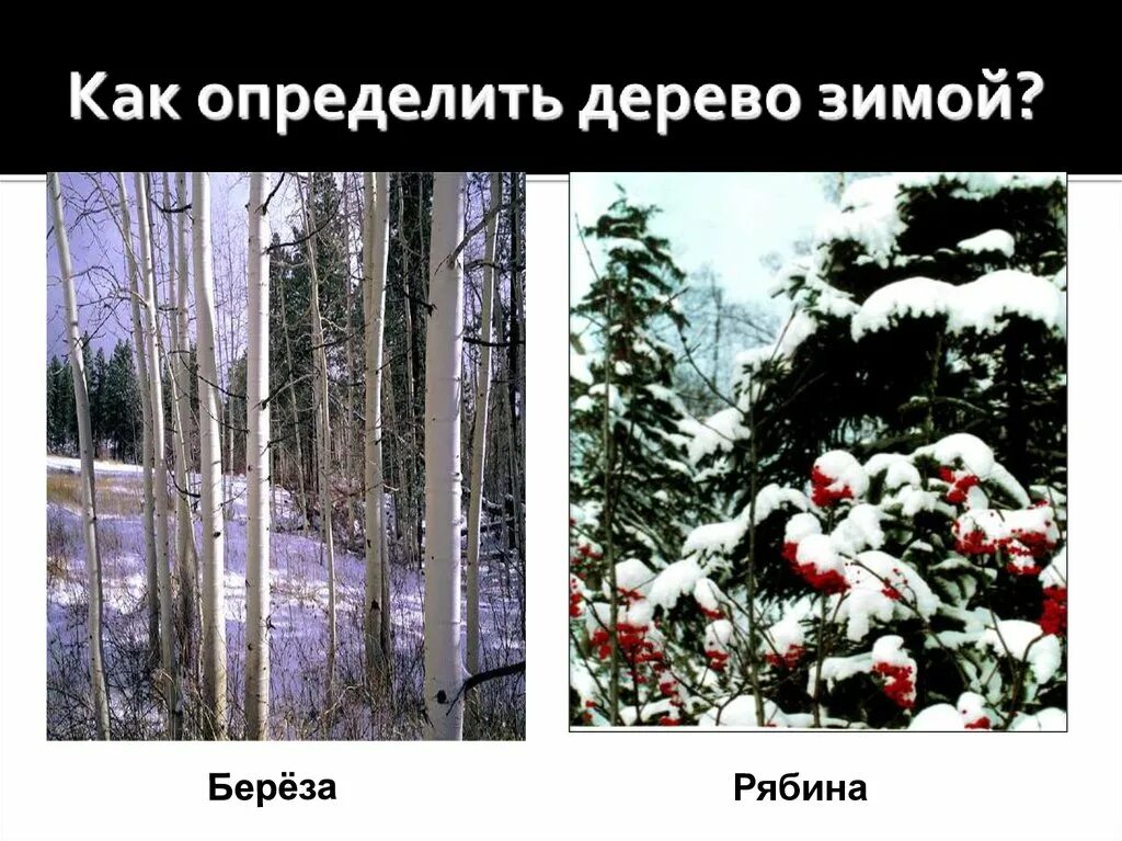 Как определить деревья зимой. Как распознать деревья зимой. Живая и неживая природа зимой. Распознавание деревьев зимой.