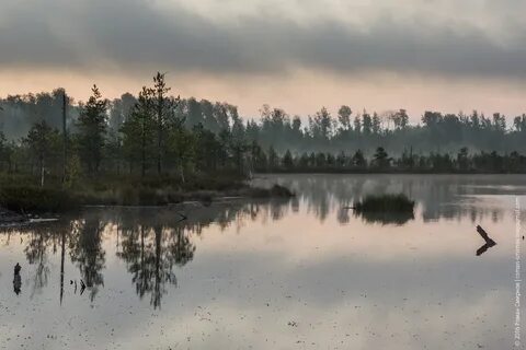 Санкт петербург болото