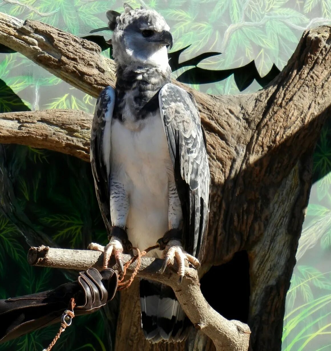 Птицы южной америки гарпия. Южноамериканская гарпия птица. Ттх гарпии. Американская гарпия — южной америки. Аниме девушка ворон тенгу.