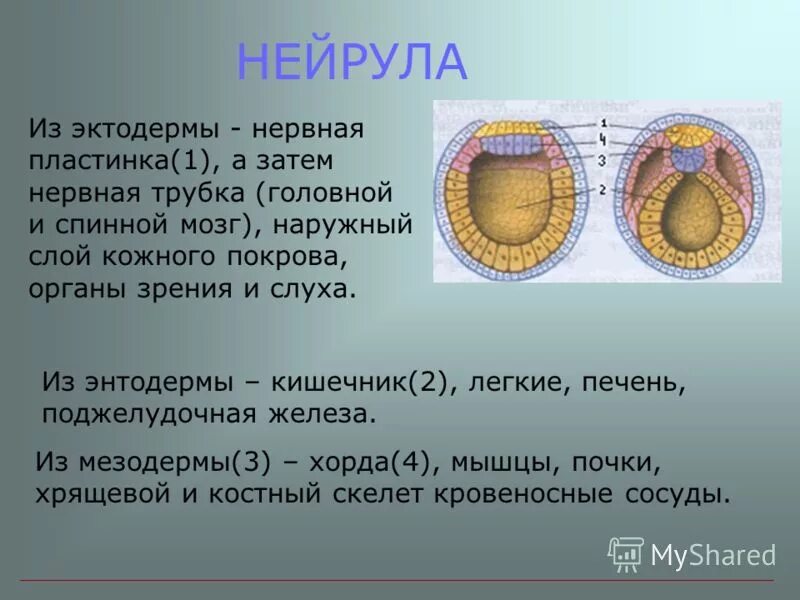 Эктодерма у позвоночных животных