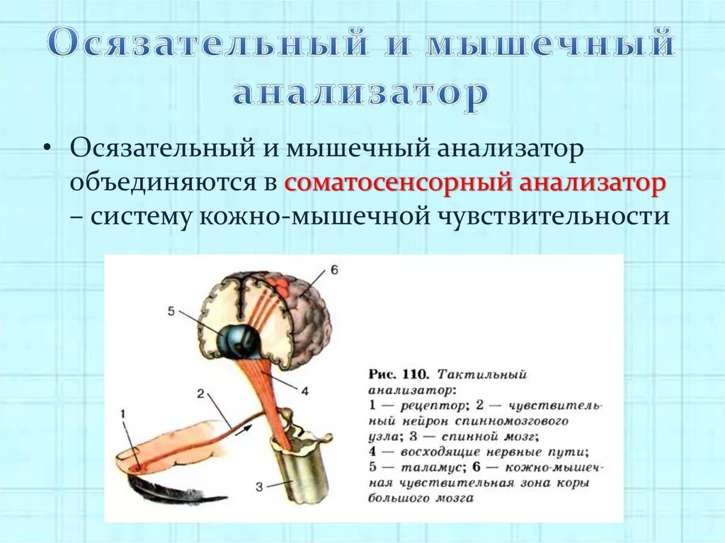 Рецепторы мышечного чувства расположены в. Схема кожно мышечного анализатора. Рецепторы мышечного анализатора. Строение кожного анализатора анатомия. Схема анализатора мышечного чувства.