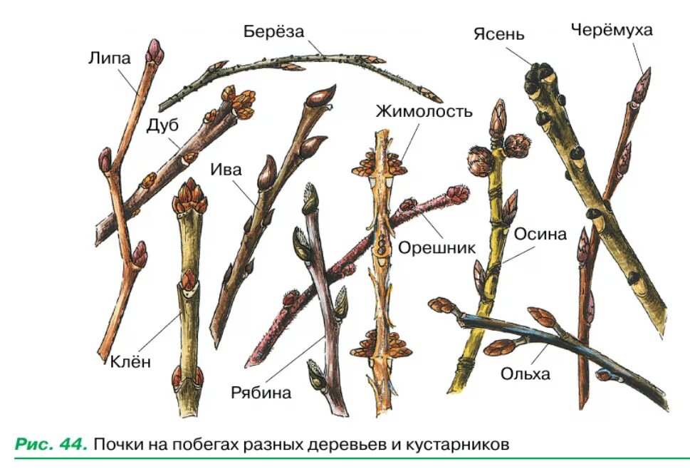 Тополь бальзамический побег с почками. Расположение почек растений. Строение побега рябины. Побег липы с почками.