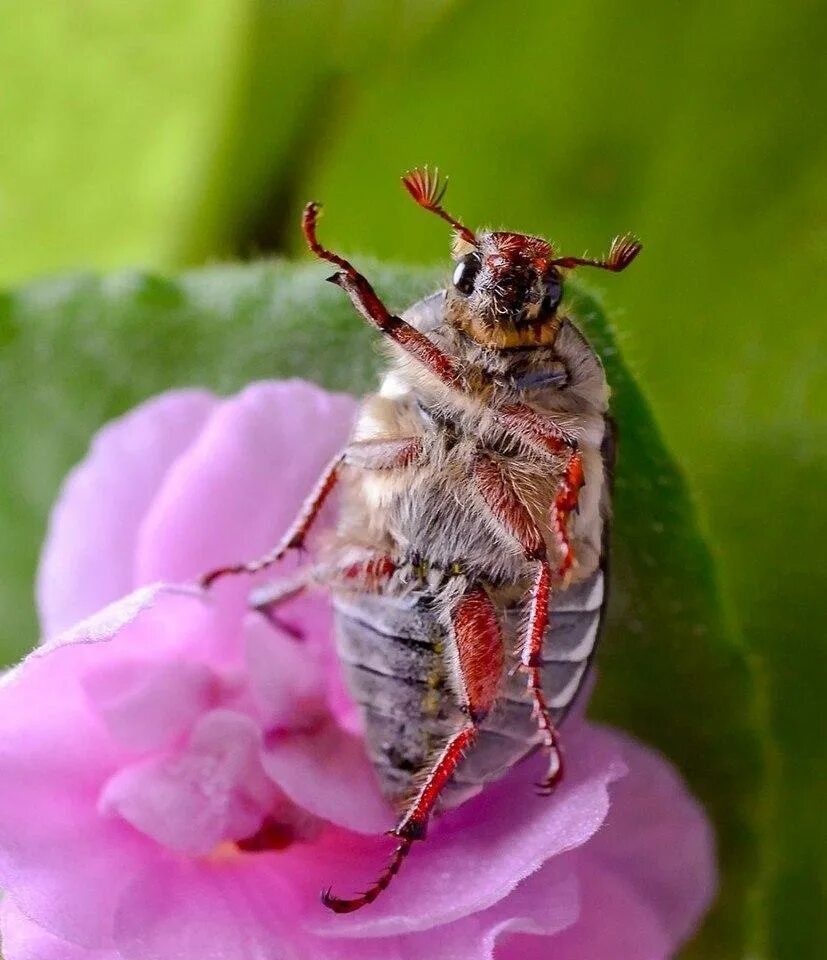 May bug