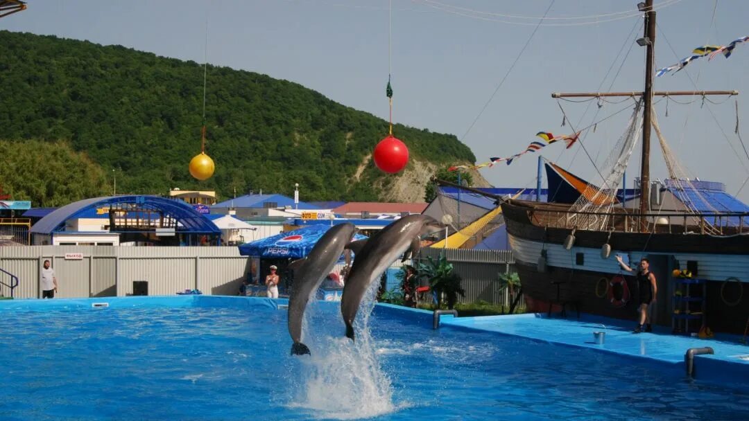 Курорт развлечений. Дельфинарий Архипо-Осиповка. Архипо-Осиповский дельфинарий. Архипо-Осиповка Краснодарский край дельфинарий.