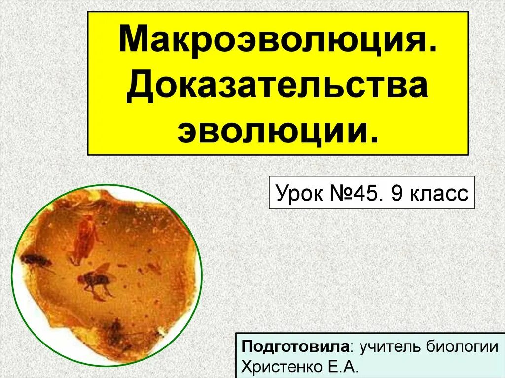Макроэволюция 11 класс биология конспект. Макроэволюция доказательства. макроэволюция доказательства эволюции. доказательства эволюции. makroevolyutsiya.