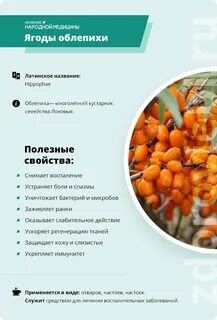 Вред облепихи для организма человека какая