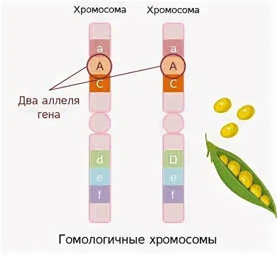 Аллельные гены локусы хромосом. Гены в хромосоме расположены линейно. Гены в хромосомах располагаются линейно. Расположение аллельных генов в хромосомах. Аллельные варианты гена