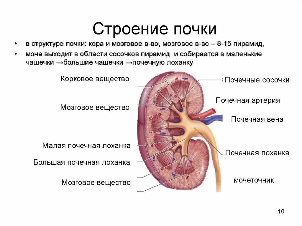 Почка анатомия человека. Строение почки. Внутреннее строение почки. Внутреннее строение почки схема. Внешнее и внутреннее строение почки.