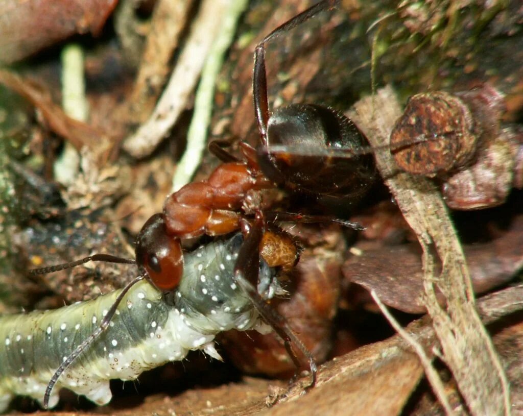 Рыжий муравей питание. Рыжий Лесной муравей Муравейник. Formica cunicularia. Iridomyrmex purpureus. Рыжий Лесной муравей.
