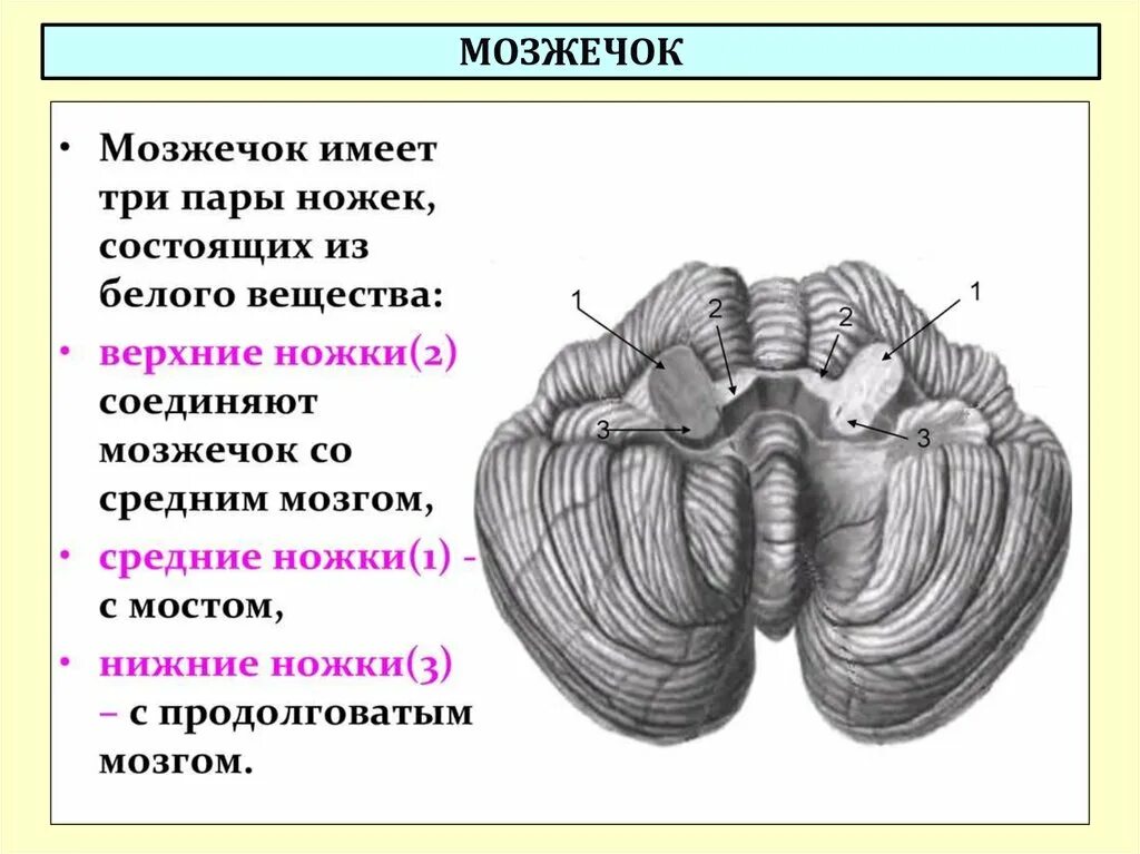 Средние ножки мозжечка