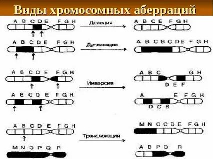 Поворот хромосомы на 180 это