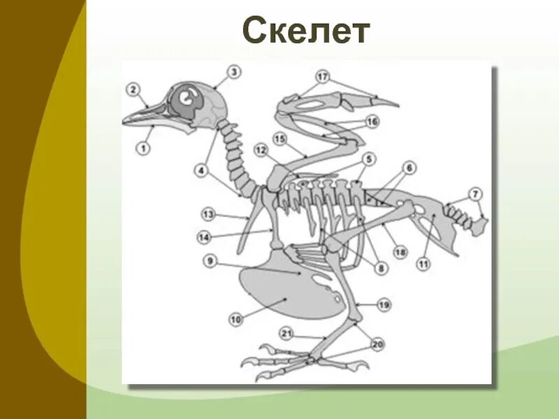 Опорно двигательная система птиц. Опорно двигательная система Пти. Опорно двигательная система птиц 7. Опорно двигательная система птиц скелет. Каковы особенности строения скелета птиц