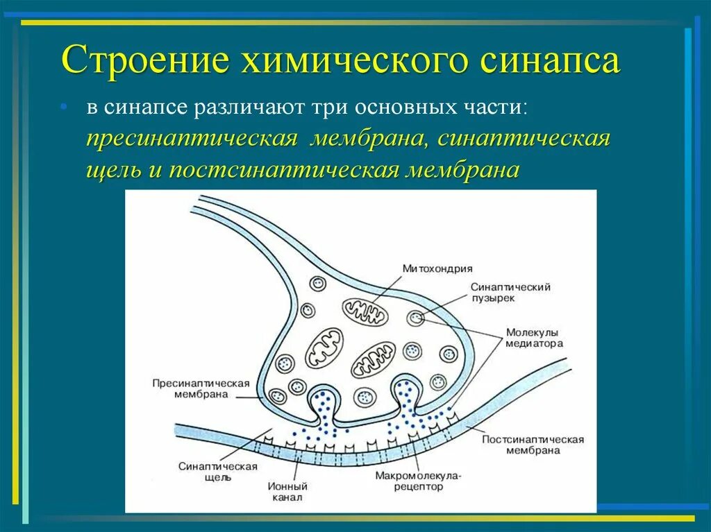 Синаптические пузырьки. Структура химического синапса. Строение химиического синуса. Строение химического синапса физиология. Пресинаптические мембраны синапсов.