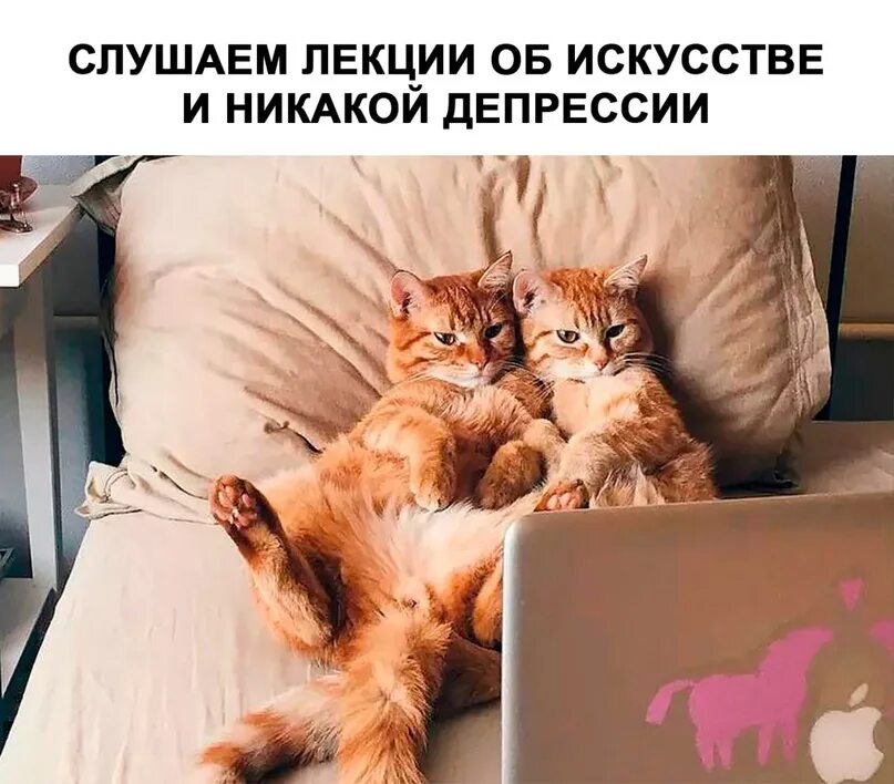 Котик в кровати. Котики в обнимку на диване. Две кошки в кровати. Два кота. 3 кота интернет