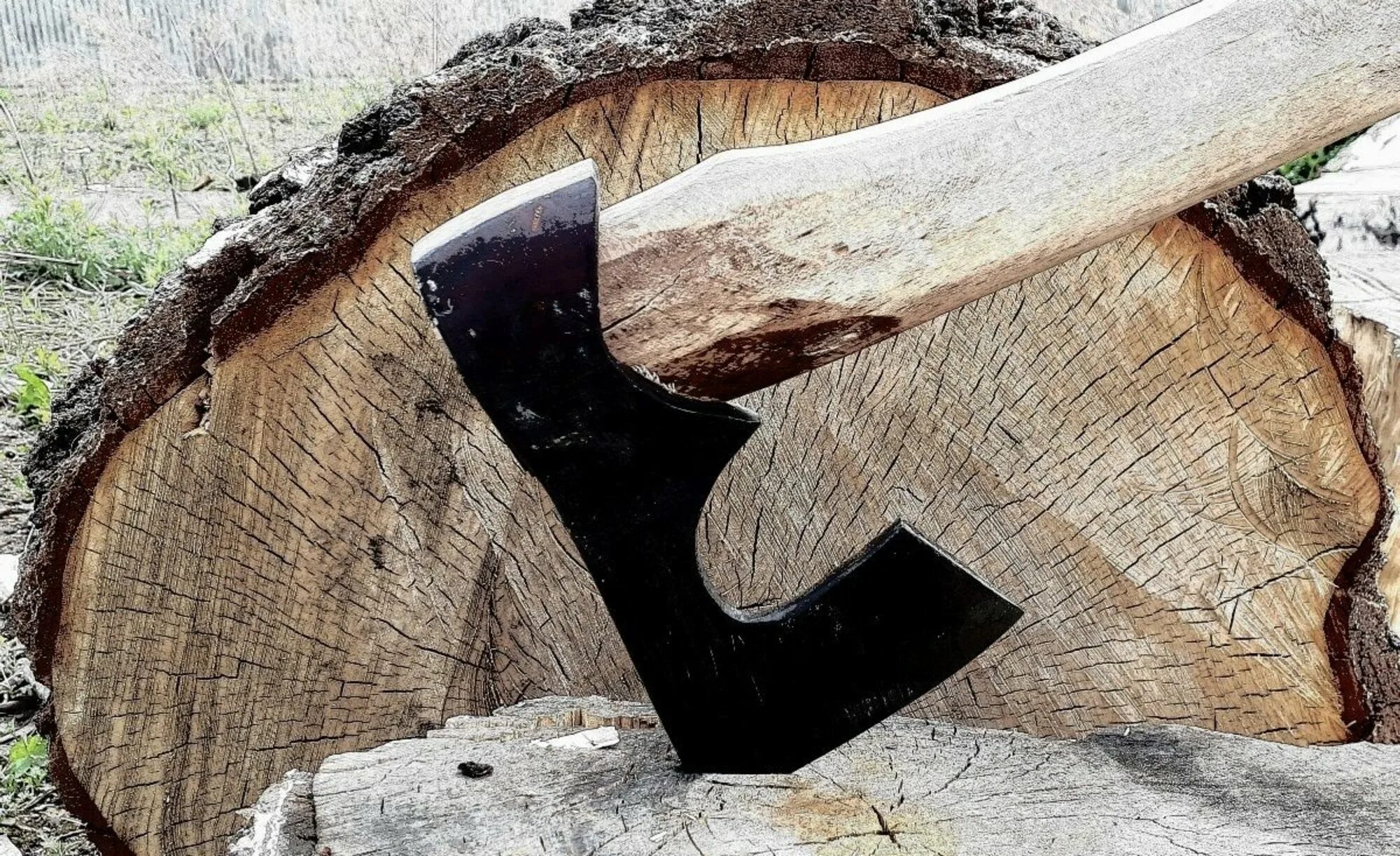 сибирский кедр древесина. спил дерева. спиливание деревьев. распил дерева. тополь древесина.