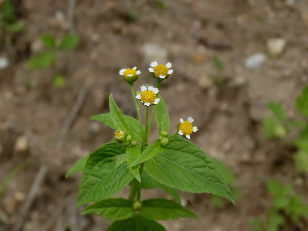 Американка (галинсога мелкоцветная). Галинсога, Галинзога. Galinsoga parviflora. Трава сорная Галинзога. Галинзога