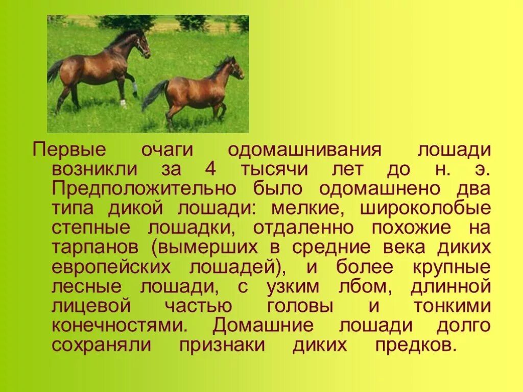 Рассказ о животном и человеке 3 класс. Информация о лошадях. Сообщение о лошади. Лошадь информация о животном. Доклад про лошадь 3 класс окружающий мир.