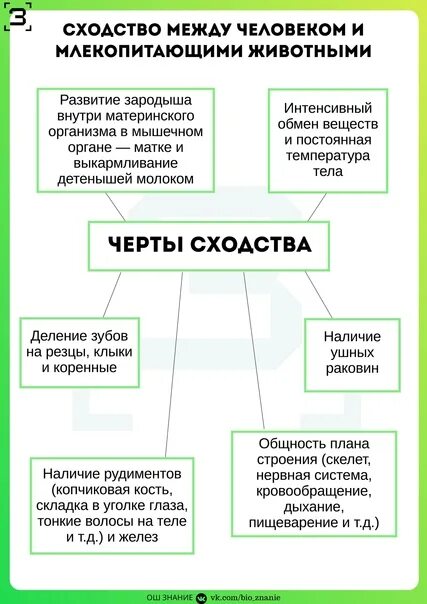 Сходства и различия человека и млекопитающих. Сходство и отличие между человеком и млекопитающими животными. Сходство человека с млекопитающими. Сходства и различия между человеком и млекопитающим. Сходства и различия между людьми