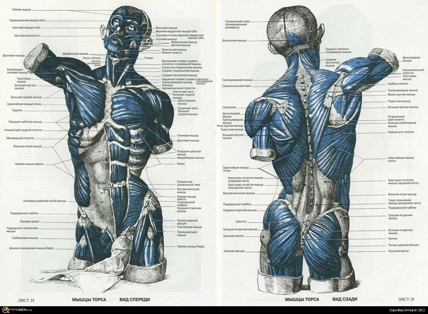 Передняя часть человека. Фриц Шидер анатомический атлас для художников. Мышцы туловища анатомия атлас. Мышцы торса человека анатомия. Мышцы спины атлас Синельникова.