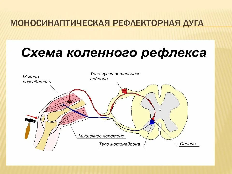 Действия рефлекторной дуги