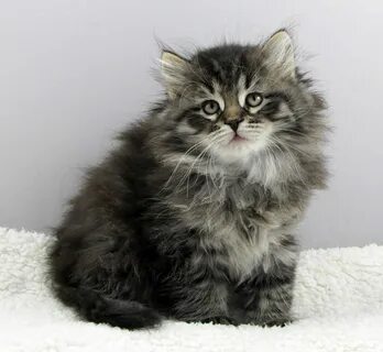 Вес сибирских котят