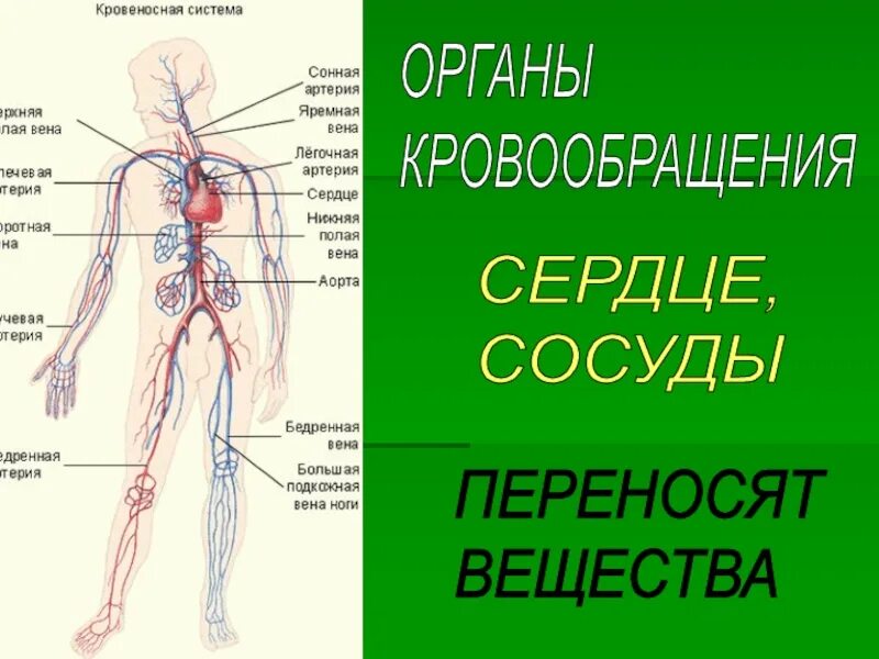 Право человека 4 класс окружающий мир презентация. Системы человека 4 класс. Системы органов 4 класс. Внутренние системы человека 4 класс. Системы человека 4 класс окружающий мир.